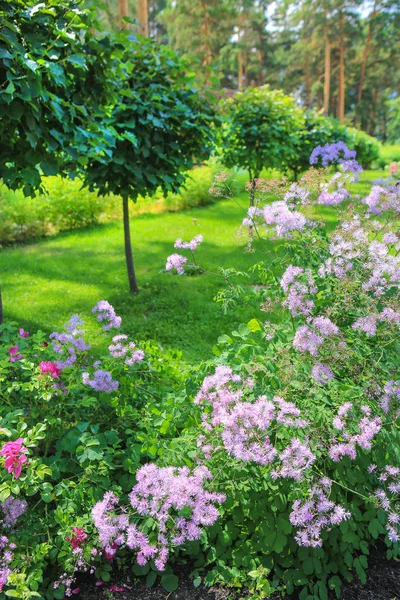 Цветущие цветущие клумбы в летнем парке — стоковое фото