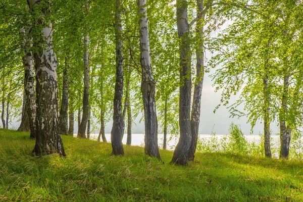 Berken op de rivier bank — Stockfoto