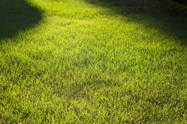 Зеленый газон, задний двор для фона — стоковое фото