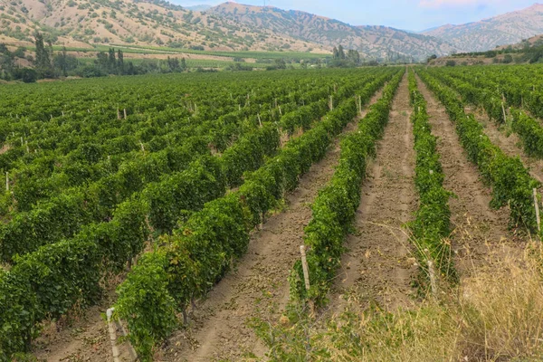 Vigneti contro montagne — Foto Stock