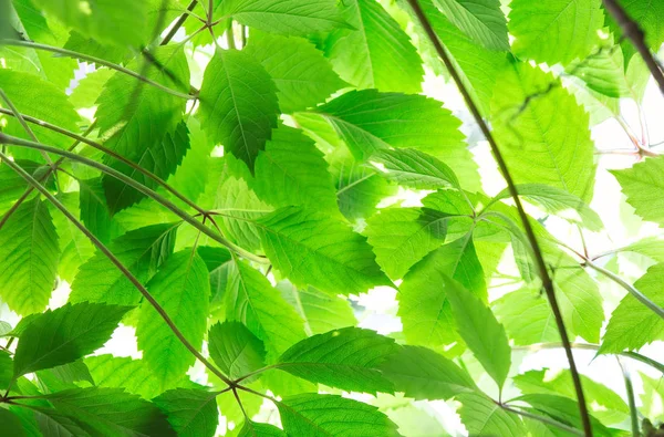 Grüne Blätter in hellem Licht — Stockfoto