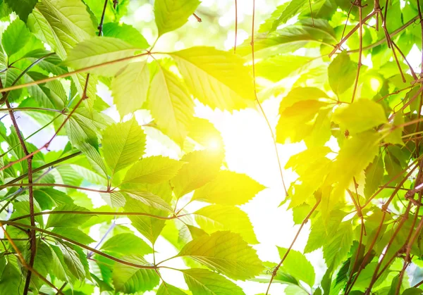 Grüne Blätter in hellem Licht — Stockfoto