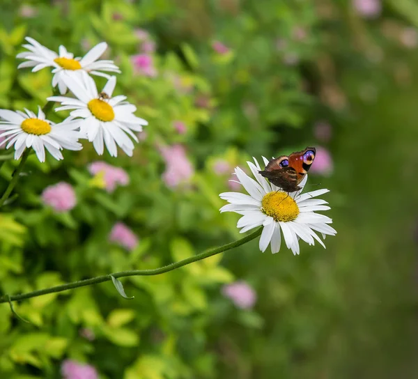 Mariposa sobre margaritas en el jardín —  Fotos de Stock