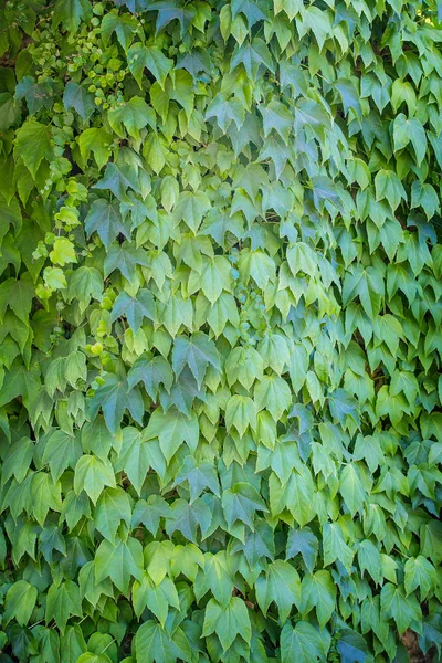 Yeşil sarmaşık yaprakları sıkıca duvar kaplama — Stok fotoğraf