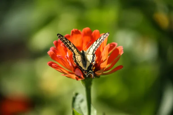 Colourfull butterfly on flower — Stock Photo, Image