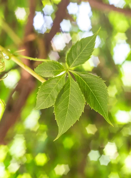 Las Hojas Verdes Sobre Rama Bajo Sol Veraniego —  Fotos de Stock