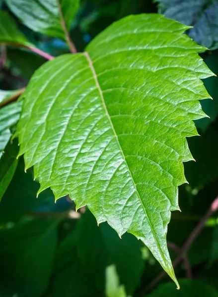 Gran Hoja Verde Primer Plano Fondo —  Fotos de Stock