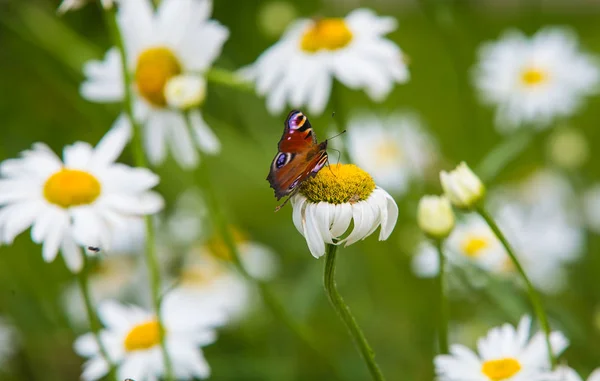 Butterfly on daisies in garden — Stock Photo, Image