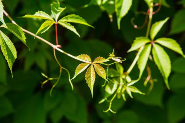 parlak gün ışığında yeşil yaprakları