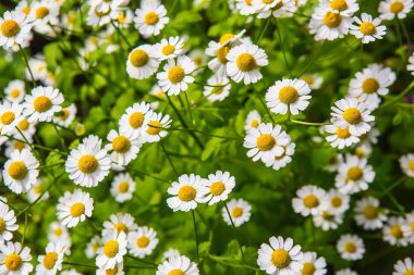 Alan portre üzerinde güzel büyük papatya