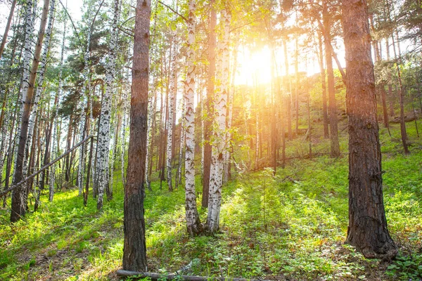 Zomer bos in de zon — Stockfoto