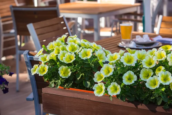 Yaz Yaz kafe ve çiçekler