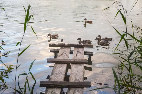 野生のカモは、水に沿って泳ぐ — ストック写真