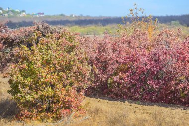 Çalılıkların üzerinde renkli sonbahar yaprakları