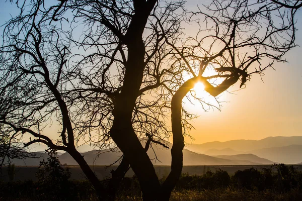 Paisagem com um contorno de uma árvore na luz do pôr-do-sol — Fotografia de Stock