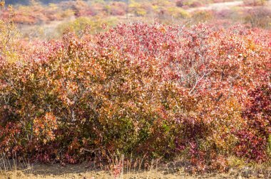Çalılıkların üzerinde renkli sonbahar yaprakları