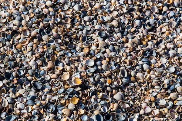 Морські черепашки на піщаному пляжі моря — стокове фото