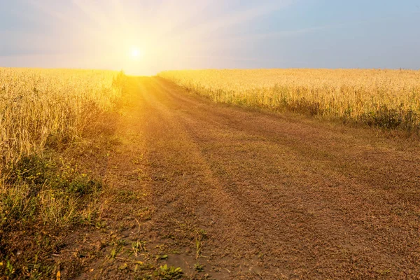 Seigle mûr dans un champ agricole — Photo