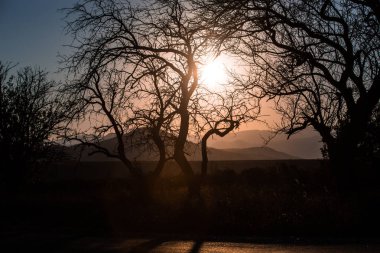 bir ağaç günbatımı ışık dağılımı ile manzara