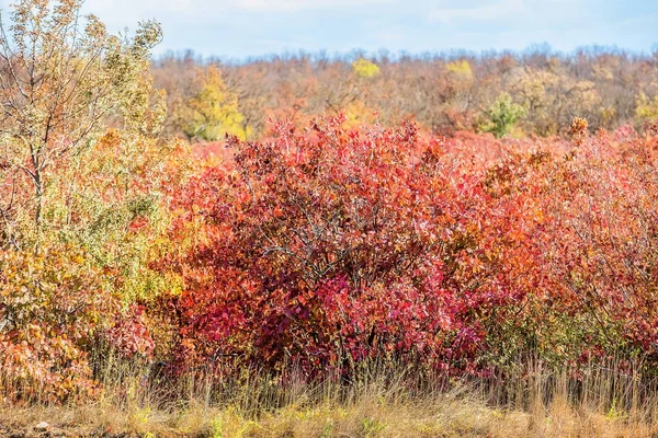 Gekleurde Herfstbladeren op de struiken — Stockfoto