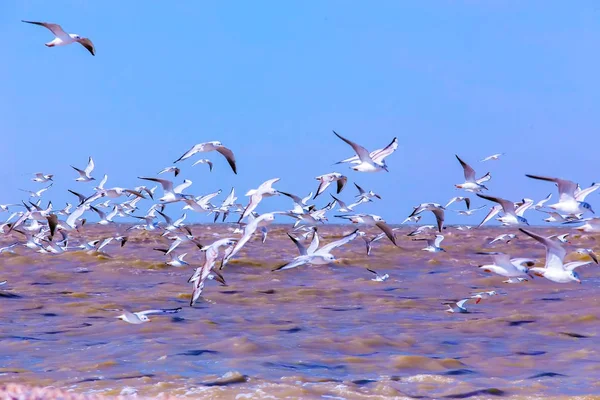 As gaivotas voam sobre as ondas — Fotografia de Stock