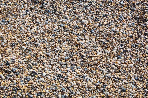 Snäckskal på sandstranden vid havet — Stockfoto