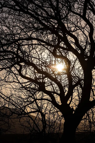 Landscape with a contour of a tree in the sunset light — Stock Photo, Image