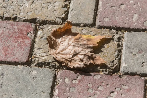 Сухой осенний кленовый лист — стоковое фото