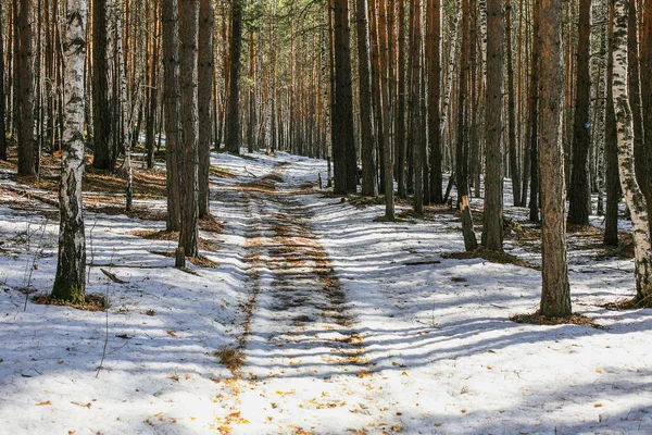 Bela Floresta Inverno Com Caminho Sol — Fotografia de Stock