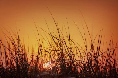 Turuncu gökyüzünde yaz günbatımı