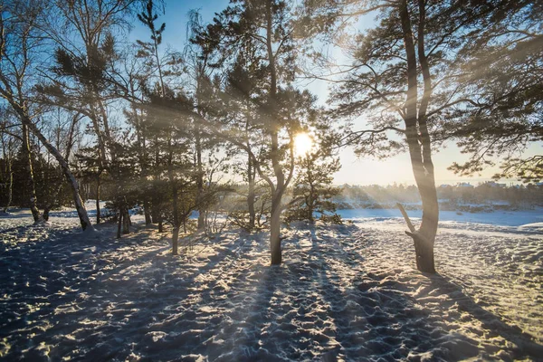Dageraad in de winter forest — Stockfoto