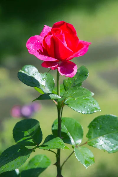 Rosa vermelha no jardim após a chuva em gotas — Fotografia de Stock