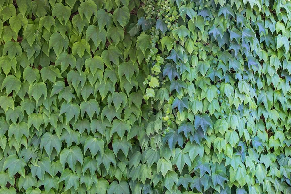 Green ivy covered wall close-up — Stock Photo, Image