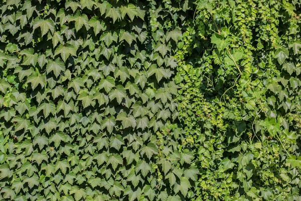 Pared cubierta de hiedra verde primer plano —  Fotos de Stock