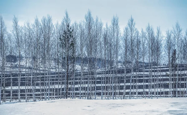 有桦树地和小山的冬季风景 — 图库照片