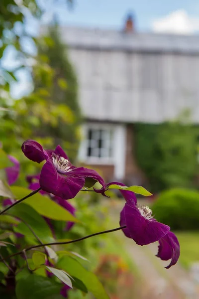 Kwitnie clematis purpurowe kwiaty whis białe stamens i świeże gre — Zdjęcie stockowe