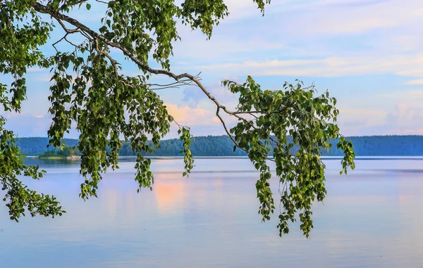 Belo ramo de bétula sobre a superfície do lago — Fotografia de Stock