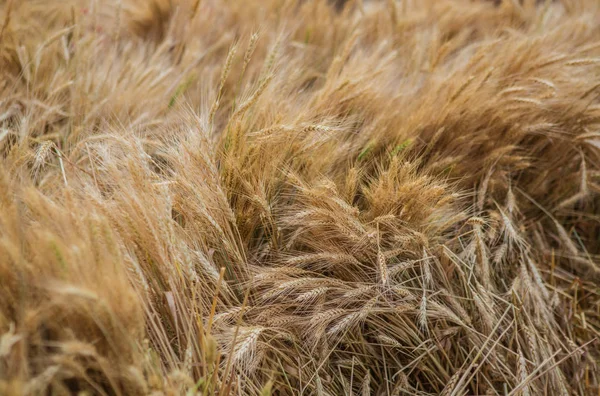 Campo di grano con spighe mature di mais . — Foto Stock