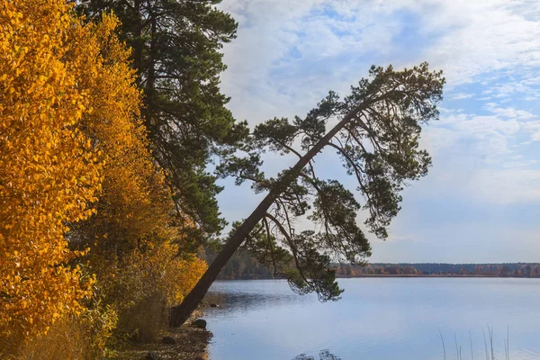Göl kenarındaki sonbahar ormanı — Stok fotoğraf