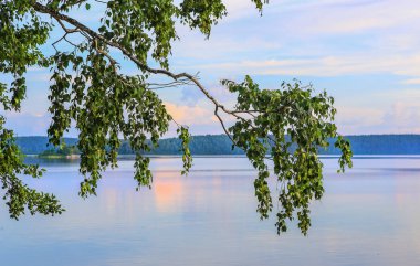 Gölün yüzeyinde güzel bir huş dalı 