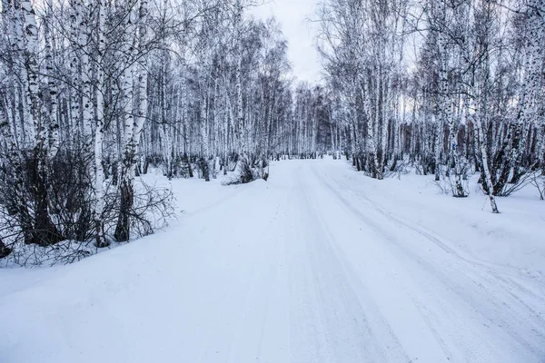 Estrada nevada em uma floresta de vidoeiro de inverno — Fotografia de Stock