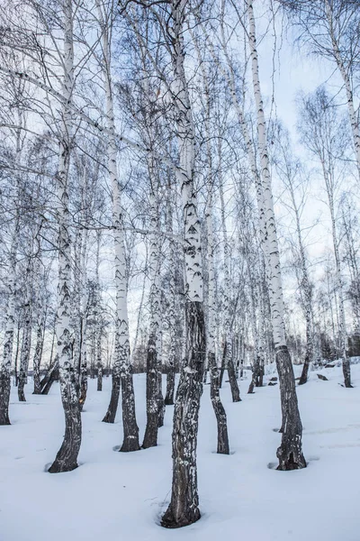 Winterberkenbos in de avond — Stockfoto