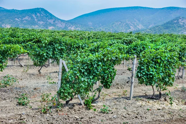 Viñedo en las montañas — Foto de Stock