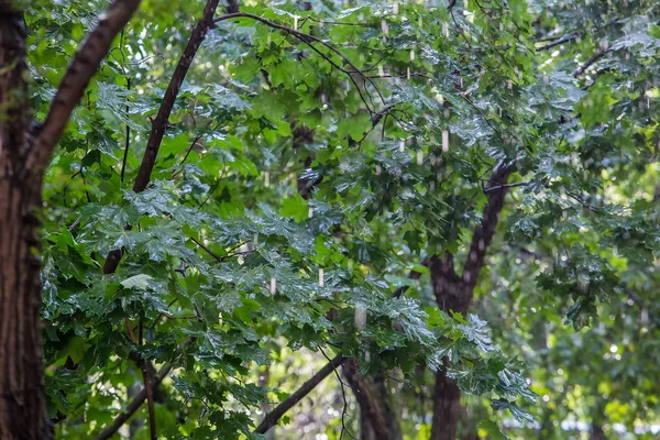 Дождь на влажные кленовые листья — стоковое фото
