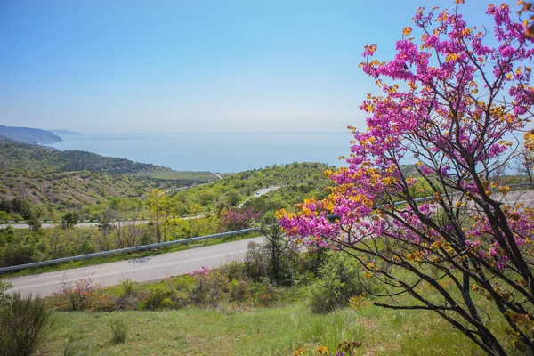 Landscape with a blossoming tree, road by the sea — Stock Photo, Image