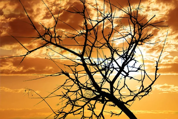 Tree Silhouette Bright Orange Sunny Sky — Stock Photo, Image