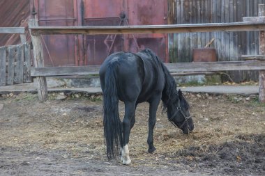 Köy ahırının yanındaki siyah at.