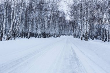 Scenery. Snowy road in a winter birch forest