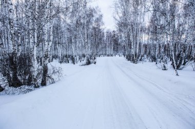 Scenery. Snowy road in a winter birch forest