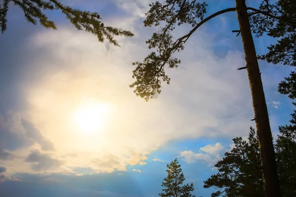 Dennenbomen Tegen Een Prachtige Zonnige Hemel — Stockfoto